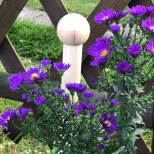 DR.LIPPMANN- kleiner Pfosten - 50 cm mit violetten Herbstastern